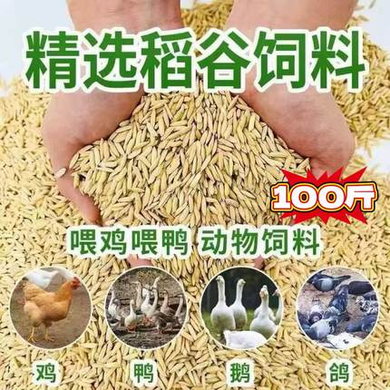 新稻谷100斤50斤稻子带壳谷子喂鸡稻谷鸭鹅鸽鸟仓鼠宠物饲料批发