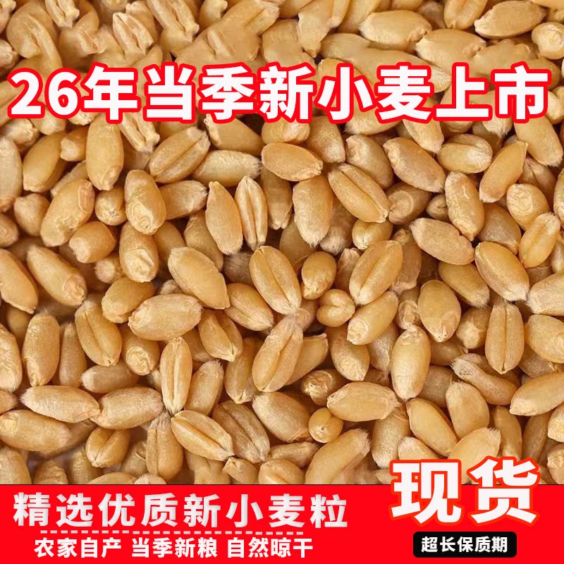 50斤优质小麦粒农家特价酿酒鸽粮鸟食钓鱼发芽苗喂鸡饲料猫草打窝 - 实物图