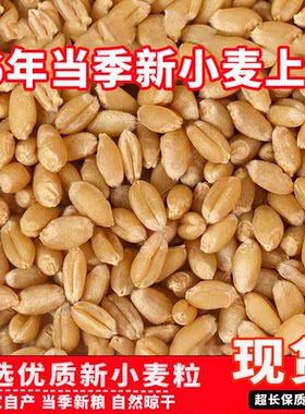 50斤优质小麦粒农家特价酿酒鸽粮鸟食钓鱼发芽苗喂鸡饲料猫草打窝