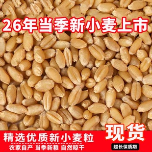 50斤优质小麦粒农家特价酿酒鸽粮鸟食钓鱼发芽苗喂鸡饲料猫草打窝