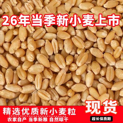 50斤优质小麦粒农家特价酿酒鸽粮鸟食磨面发芽苗喂鸡饲料猫草打窝