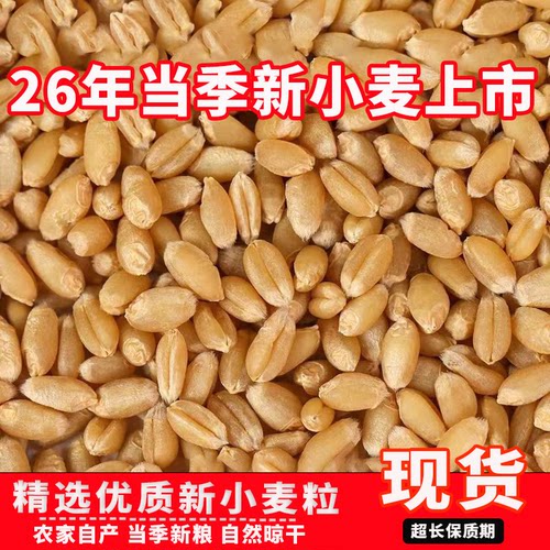 50斤优质小麦粒农家特价酿酒鸽粮鸟食钓鱼发芽苗喂鸡饲料猫草打窝