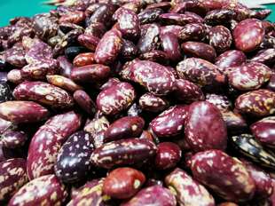 云南昭通镇雄特产农家酸菜汤自种花斑茎豆1斤