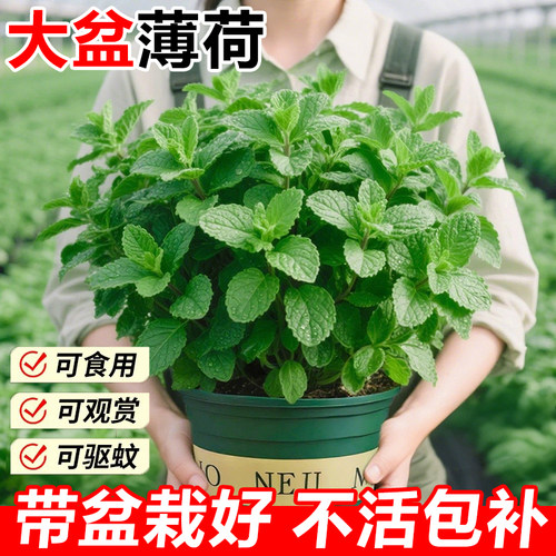 薄荷盆栽水培薄荷叶种籽留兰香可食用迷迭香驱蚊植物室内绿植花卉