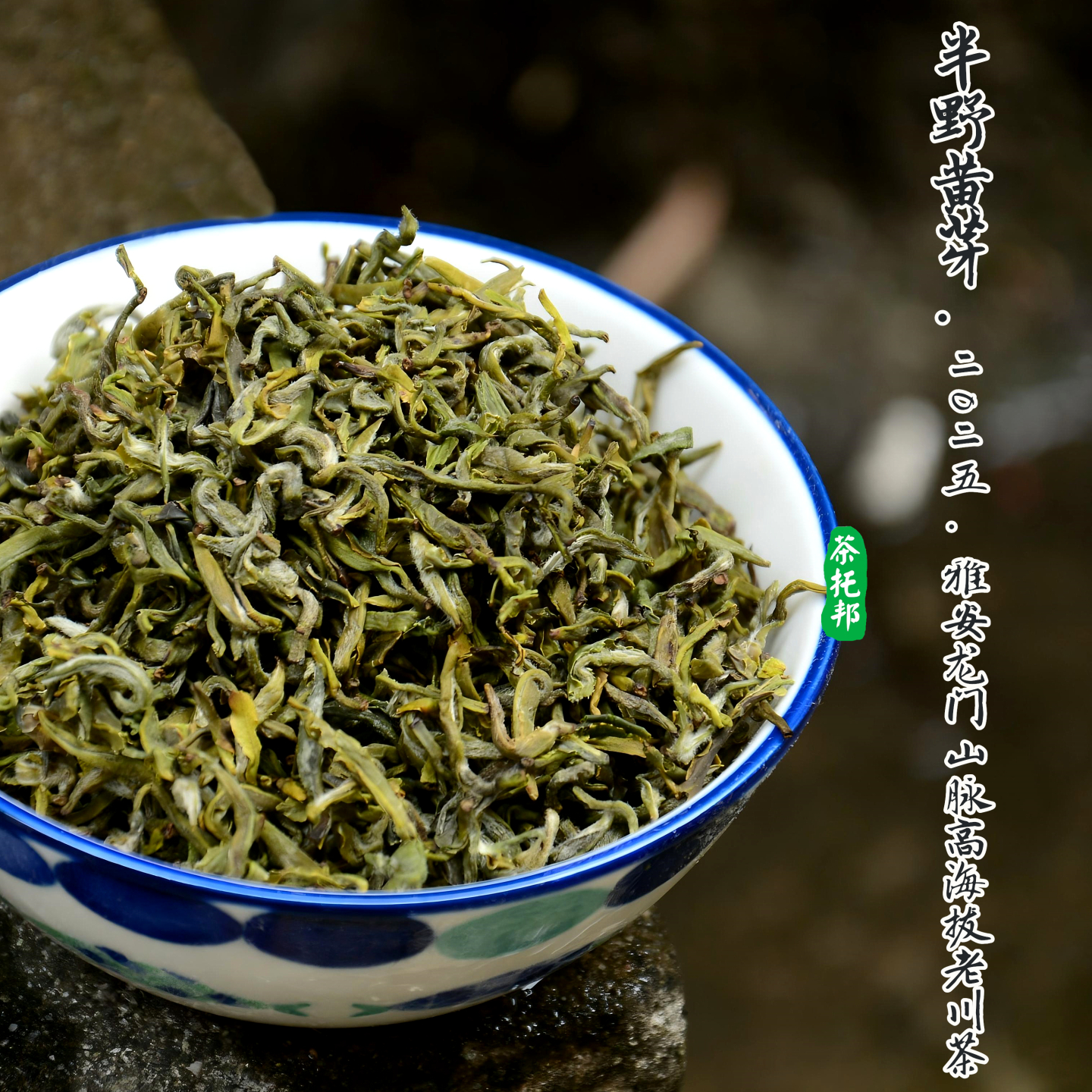 2025半野黄芽 四川雅安龙门山脉高山老川茶闷黄黄茶 蜂蜜黄糖甜香