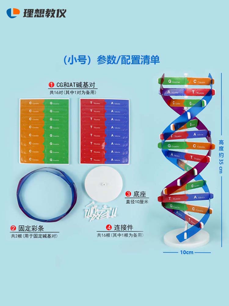 DNA双螺旋结构模型小学科学初高中生物教学实验器材分子结构模型