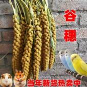 鸟鹦鹉零食芦丁鸡饲料黄谷穗仓鼠粮食小米穗笼造景黄谷子摄影杂粮