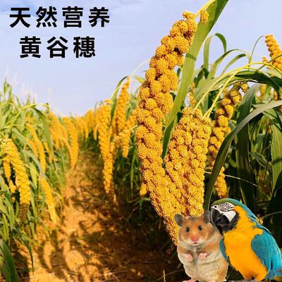 谷穗谷子穗小米穗鹦鹉仓鼠粮食天然麦穗鸟食饲料虎皮玄风牡丹玩具