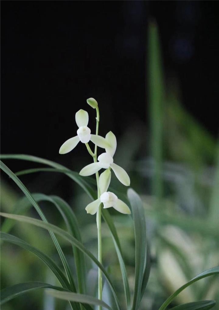 老种大唐宫粉浙江兰农家四季兰（建兰）素心，超级完美的荷瓣花