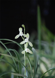 老种大唐宫粉浙江兰农家四季兰(建兰)素心,超级完美的荷瓣花