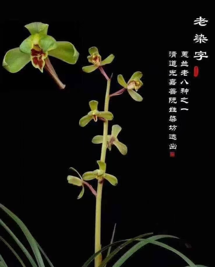 浙江兰农翠花家兰花苗老种浓香盆栽梅瓣正格正品特壮苗，老染字