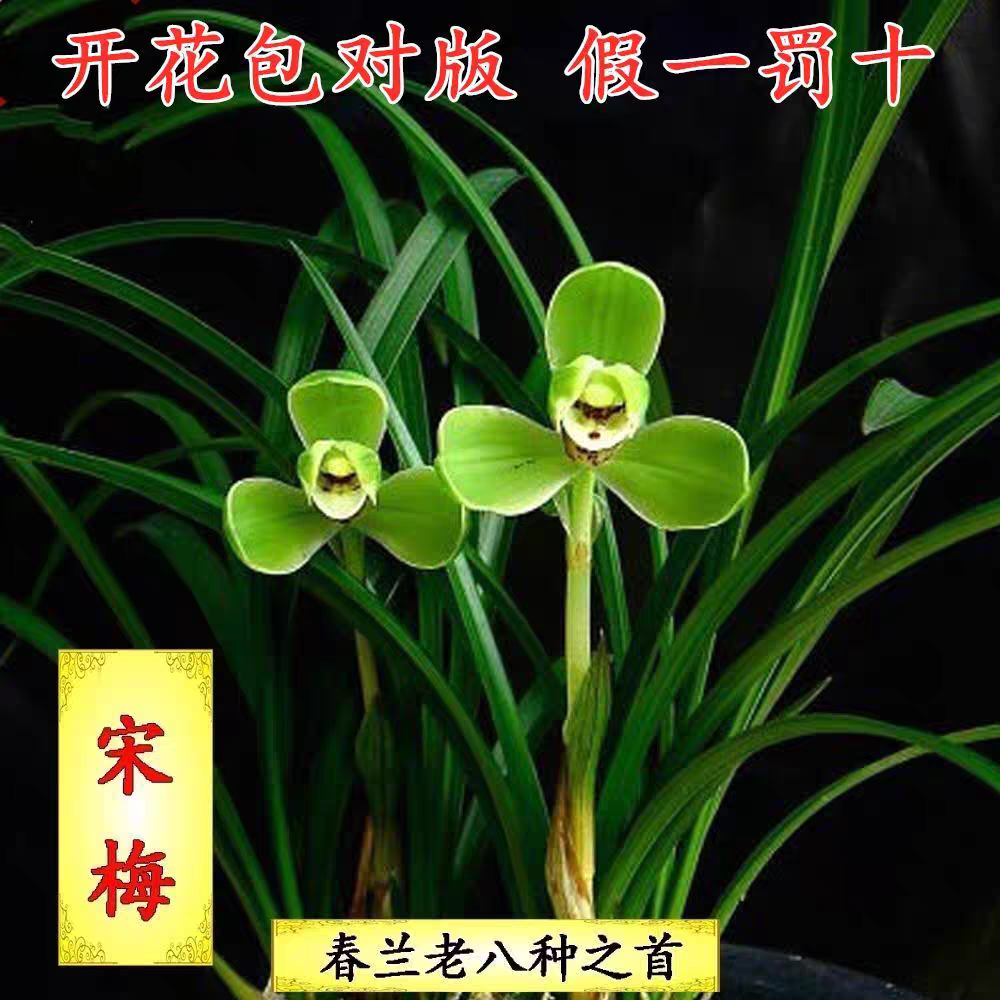 浙江老种梁品富宋梅带花包，，叶型优美，名品兰花（引流活动）