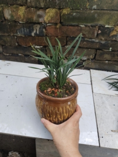 翠盖荷蝶，水晶翠盖 兰花精灵 袖珍荷瓣，小巧春兰老种矮种名品