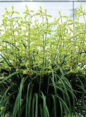 李想老八种带花苞大一品兰花