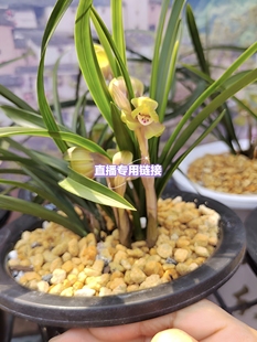 直播间一物一拍链接