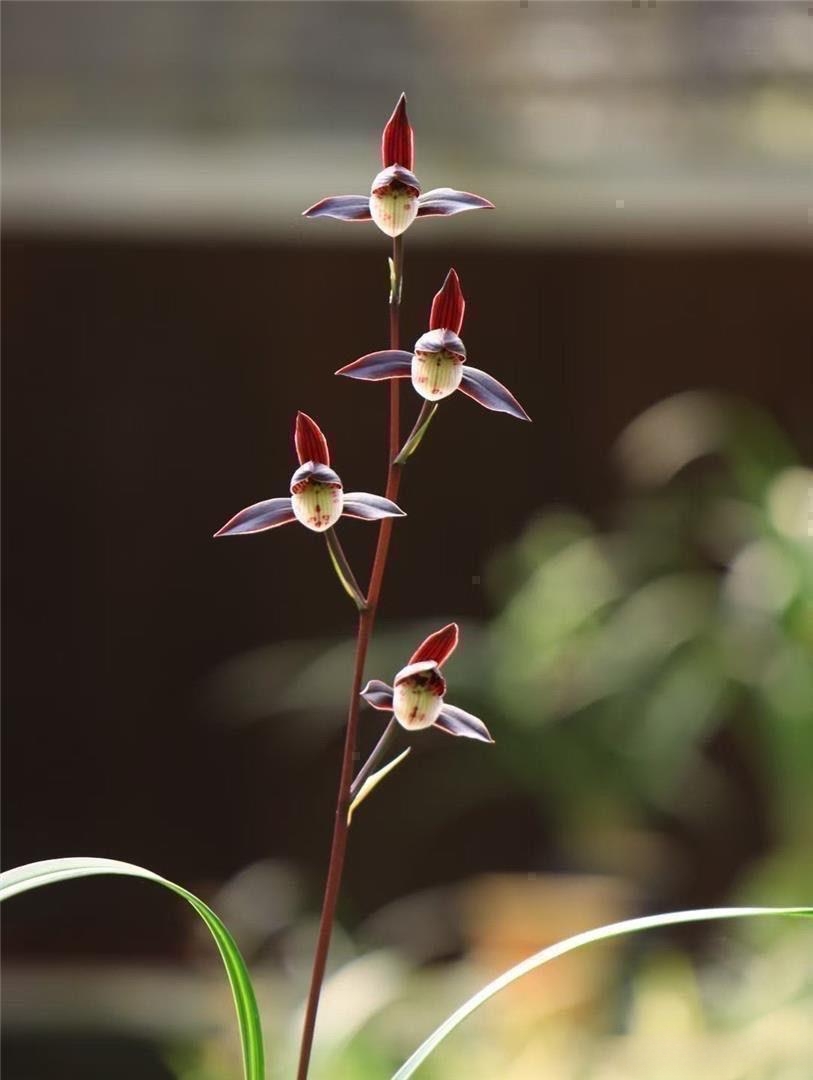 福利款，瓯江细叶寒兰，资源老种土兰花，香兰花，漏风漏雨自然养