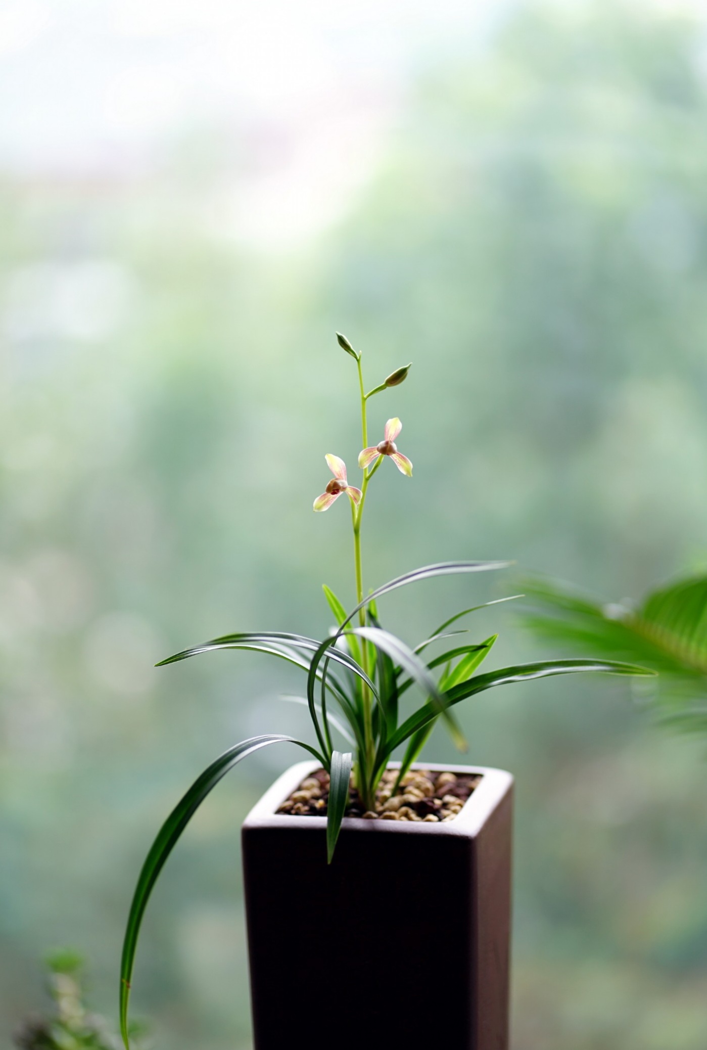 精彩梅翠花家的四季兰（建兰），开花...