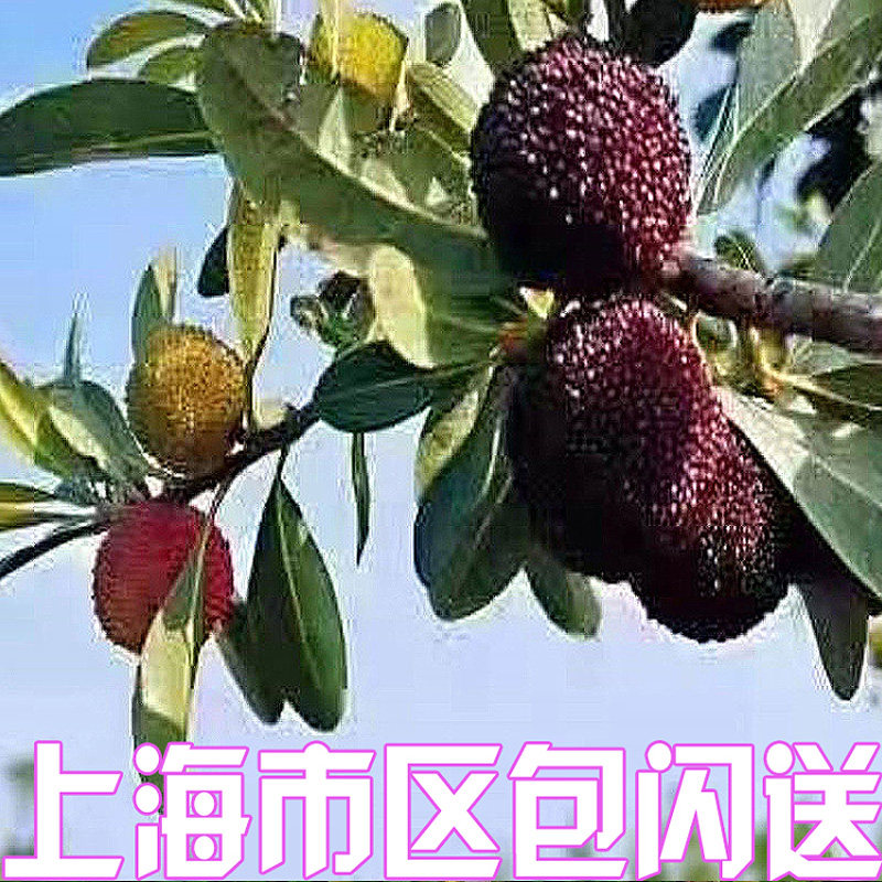 特大果云南空运黑炭杨梅4斤礼盒装 口感好甜度高 上海市区包闪送
