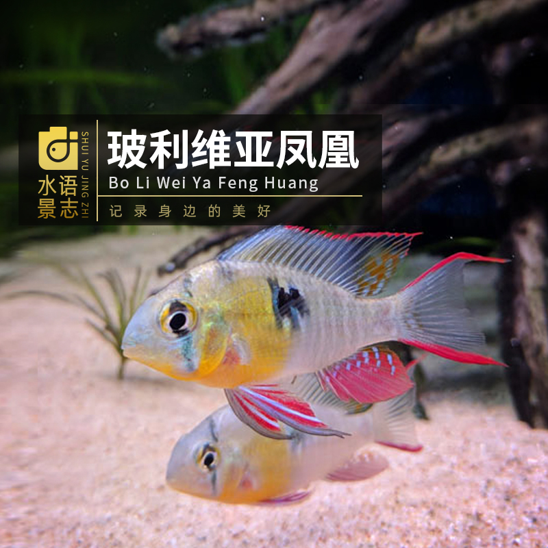 玻利维亚凤凰鱼南美短鲷观赏鱼热带鱼淡水活体鱼草缸群鱼混养