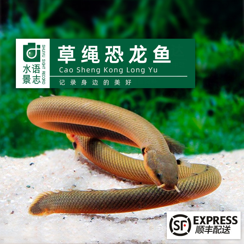 草绳恐龙鱼活体鱼观赏淡水鱼古代龙鱼稀有鱼草绳龙鱼温和可混养