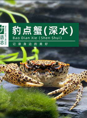 辣椒蟹豹点蟹樱桃蟹顺丰包邮
