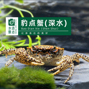 豹点蟹深水蟹樱桃蟹辣椒蟹蝴蝶蟹观赏蟹宠物束腰蟹沙蟹顺丰包邮