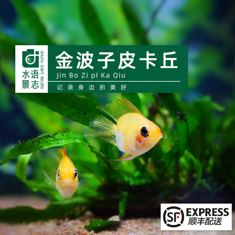 金波子鱼长尾桃心金波子荷兰凤凰皮卡丘热带淡水草缸小型鱼顺丰