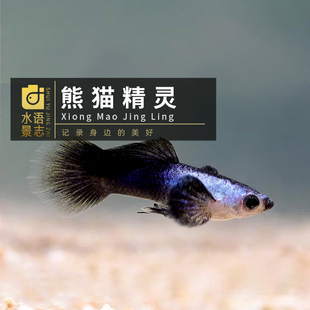 熊猫精灵精灵孔雀鱼安格拉斯孔雀热带鱼小型鱼草缸混养