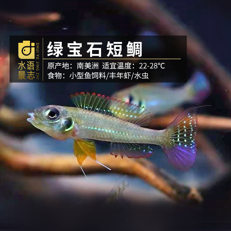 绿宝石短鲷 强盖生丽鱼百科图片 饲养繁殖 雌雄鉴别 Sbike