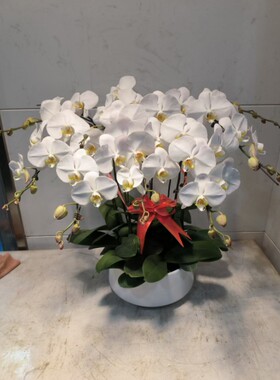 沈阳鲜花速递绿植盆栽白色特级蝴蝶兰盆景春节新年生日开业