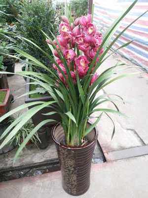 绿植沈阳同城速递春节大花蕙兰