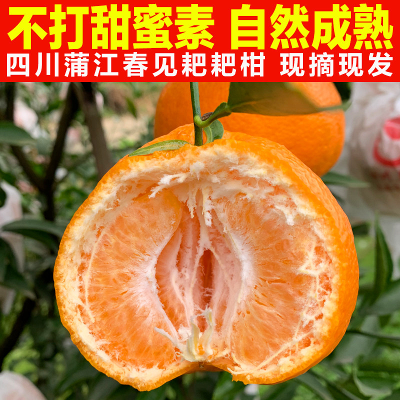 正宗四川蒲江春见耙耙柑新鲜孕妇水果柑橘当季粑粑柑现摘现发包邮