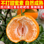 包邮 正宗四川蒲江春见耙耙柑新鲜孕妇水果柑橘当季 粑粑柑现摘现发