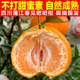 包邮 正宗四川蒲江春见耙耙柑新鲜孕妇水果柑橘当季 粑粑柑现摘现发