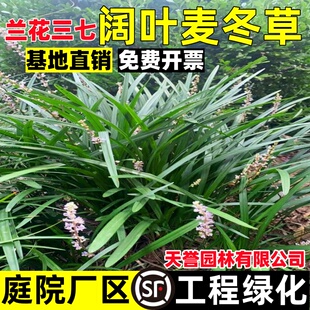 兰花三七苗阔叶麦冬矮生麦冬苗玉龙草绿化苗细叶四季常青耐寒耐旱