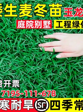 日本矮麦冬草苗玉龙草庭院别墅绿化地被植物细叶耐寒耐旱四季常青