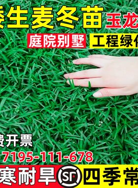 日本矮麦冬草苗玉龙草庭院别墅