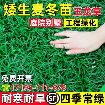 日本矮麦冬草苗玉龙草庭院别墅