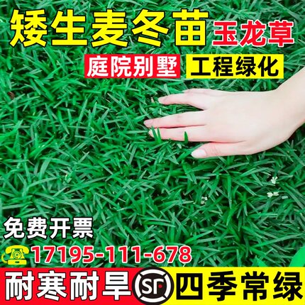 日本矮麦冬草苗玉龙草庭院别墅绿化地被植物细叶耐寒耐旱四季常青