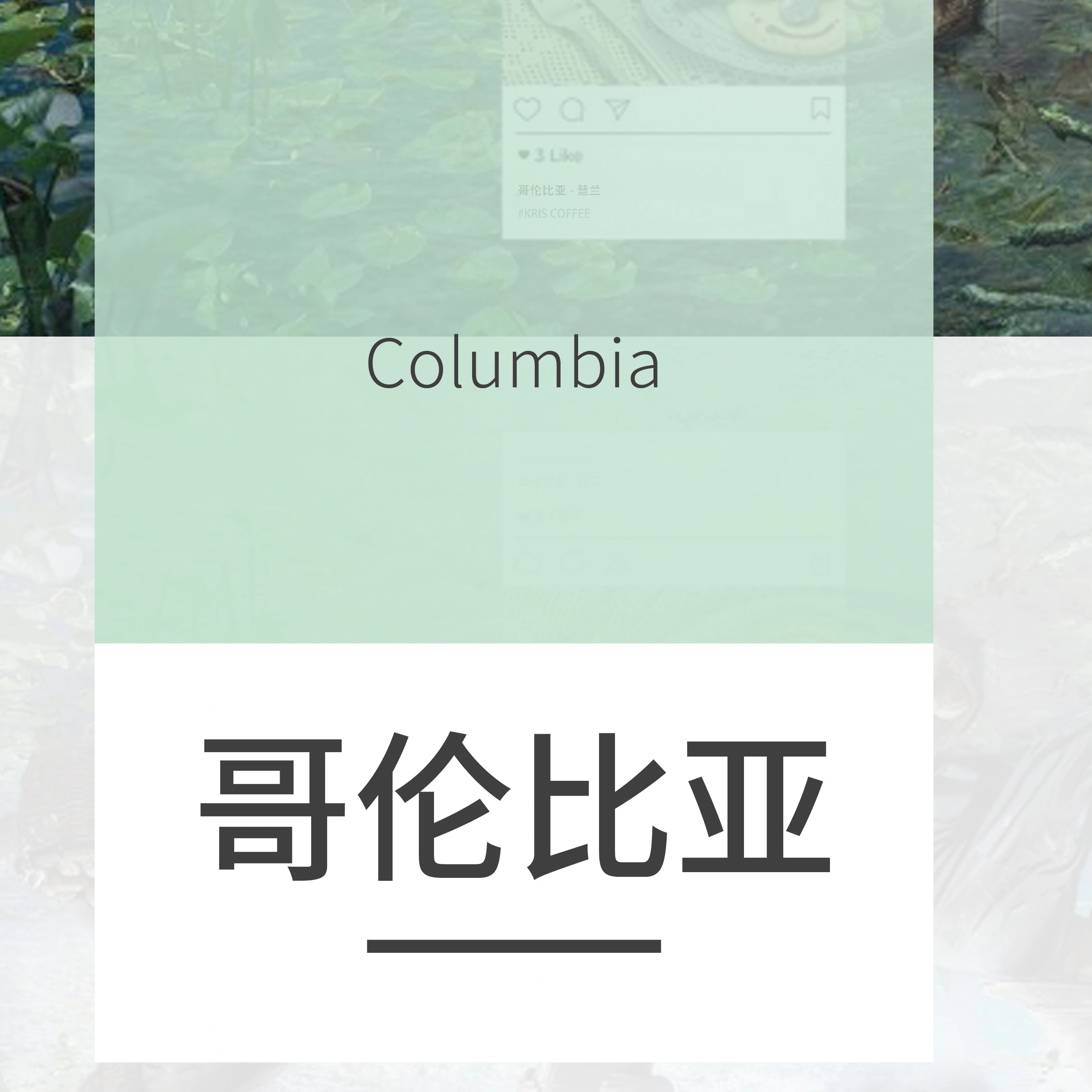 哥伦比亚花月夜新鲜咖啡豆中度轻度美式精品手冲烘焙包邮醇香滴滤