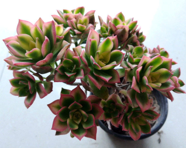 老桩多肉植物 艳日辉 清盛锦