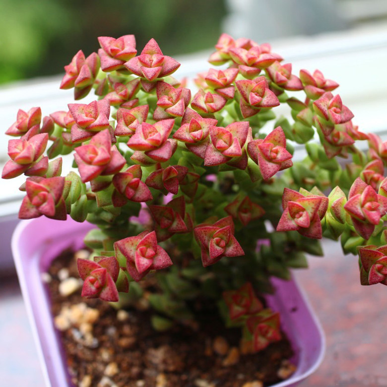 进口多肉植物 群生多头小米星彩色蜡笔星王子 组合盆栽肉肉植物