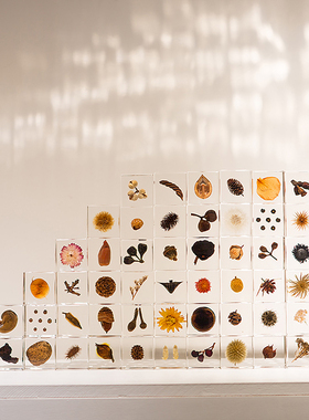 日本宙sola cube正品植物标本收藏桌面摆件 女朋友小众生日礼物