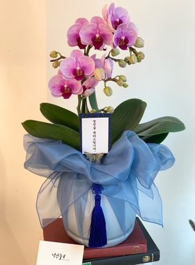 礼品包布 送礼包装 韩国进口单层砖石纱92号H-P11094