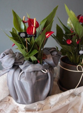 礼品包布 送礼包装 韩国进口单层砖石纱94号H-P11099