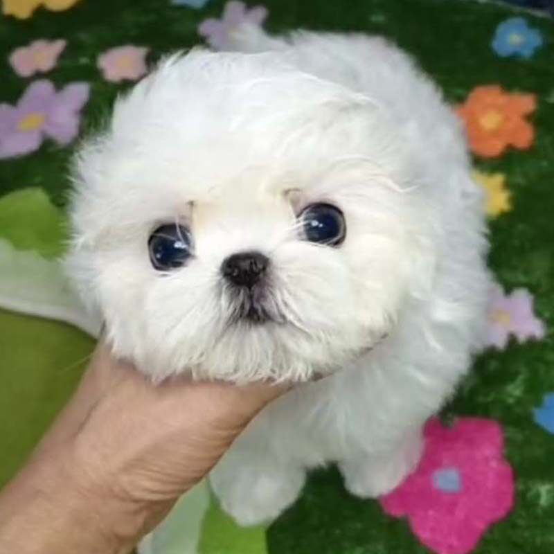 纯种幼韩系超小体马尔济斯幼犬活体宠物狗驱虫疫苗已做健康棒棒哒