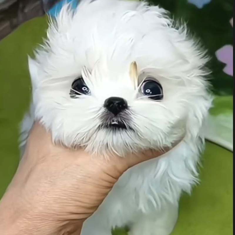 约克夏幼犬纯种活体宠物狗