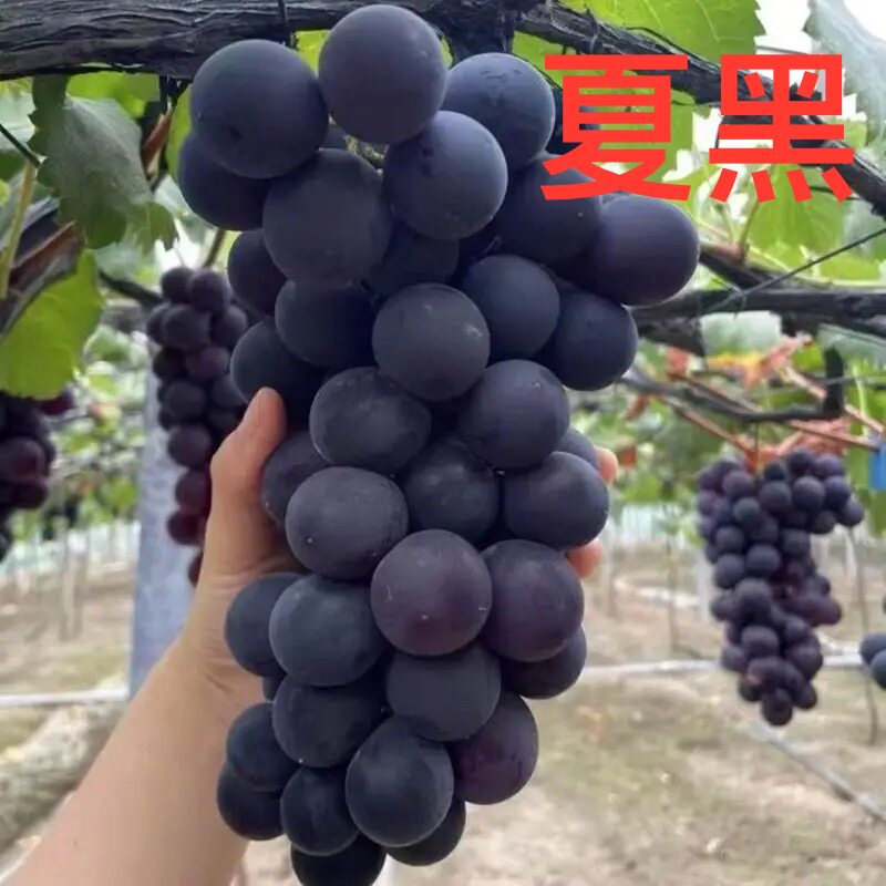 夏黑葡萄树苗盆栽地栽南北方种植葡萄盆栽