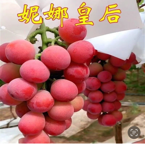 妮娜皇后葡萄树苗盆栽地栽南北方种植当年结果四季可种植可占地