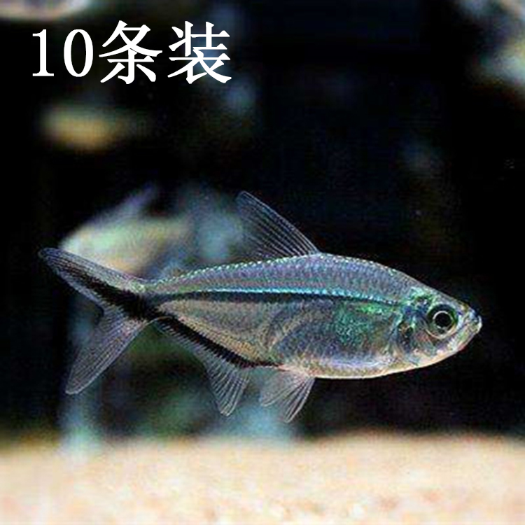 水族宠物观赏鱼活体黑尾大勾灯科鱼草缸群游鱼热带淡水小型鱼包损